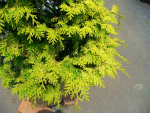 トオヤマグリーン 庭木 低木 コニファー 販売 価格 植木の種類と育て方