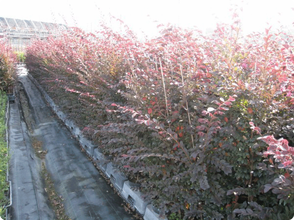トオヤマグリーン 生垣樹木 赤色系 販売 価格 植木の種類と育て方