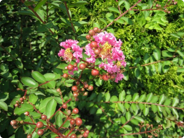 トオヤマグリーン 庭木 低木 夏に花が咲く木 販売 価格 植木の種類と育て方