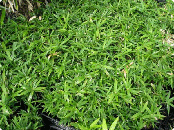 トオヤマグリーン グランドカバー 笹類 芝生 販売 価格 植木の種類と育て方