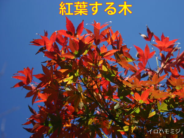 トオヤマグリーン 庭木 低木 紅葉が美しい木 販売 価格 植木の種類と育て方