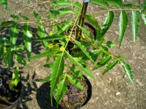 トオヤマグリーン ニーム 販売 価格 植木の種類と育て方