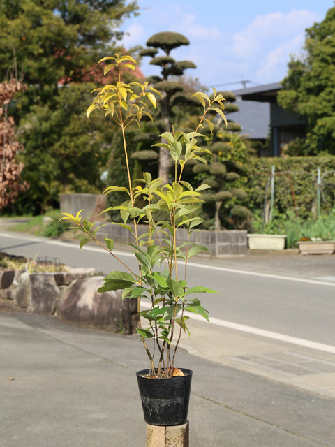 トオヤマグリーン アラカシ 販売 価格 植木の種類と育て方