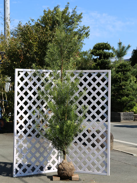 保障できる イヌマキ 2 5m露地 1本 1年間枯れ保証 植木 庭木 Hlt No