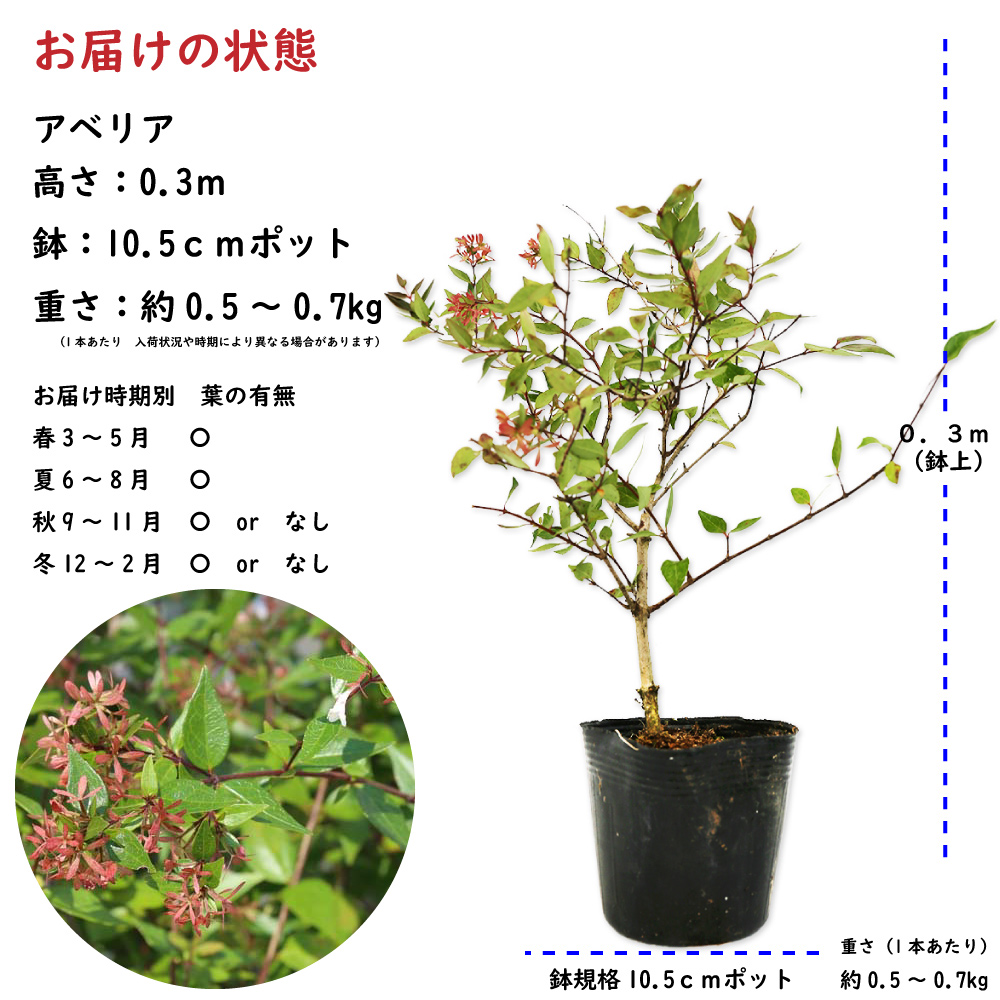 トオヤマグリーン アベリア 販売 価格 植木の種類と育て方