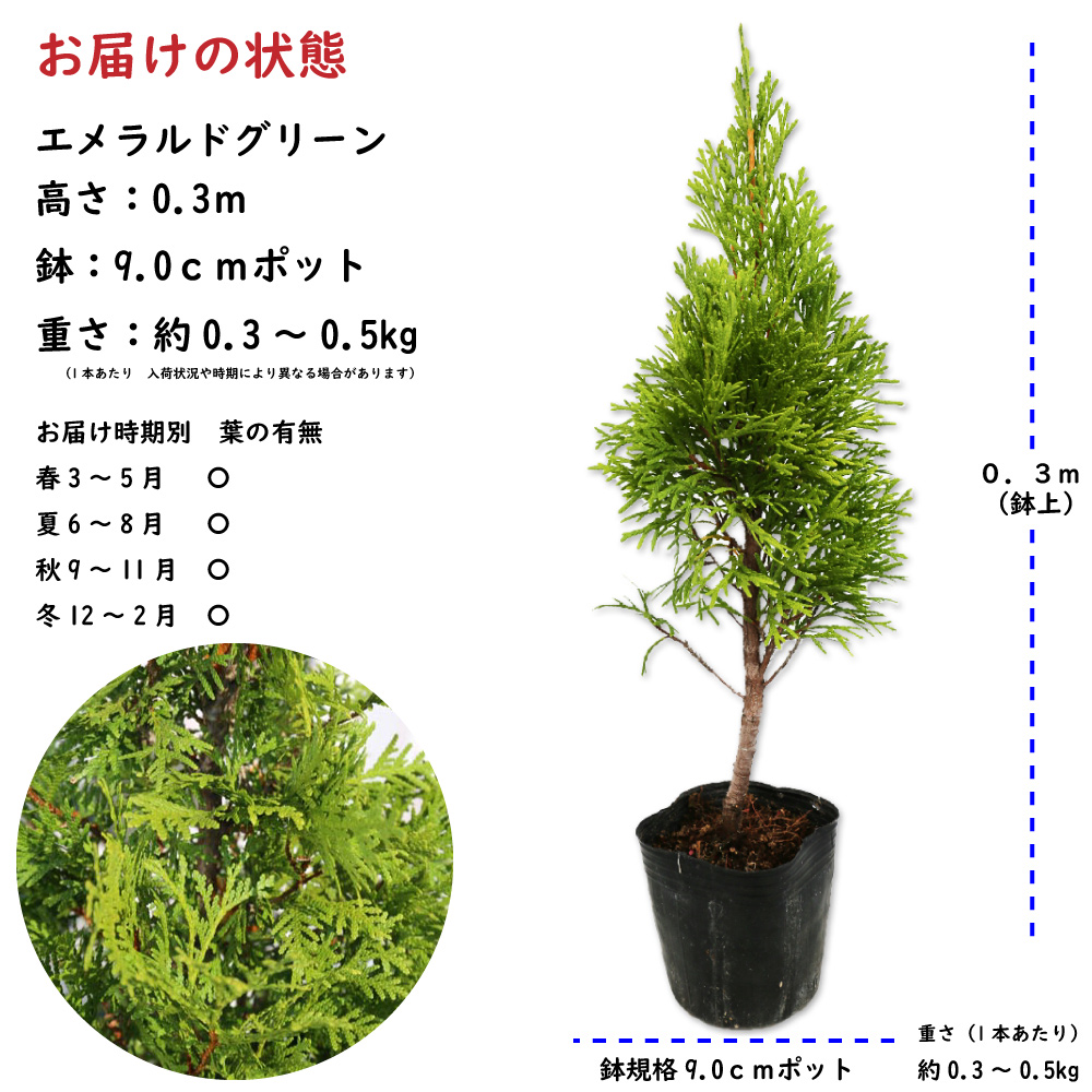 トオヤマグリーン エメラルドグリーン 販売 価格 植木の種類と育て方