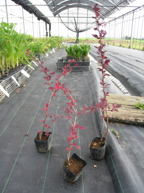 トオヤマグリーン アカバメギ 販売 価格 植木の種類と育て方