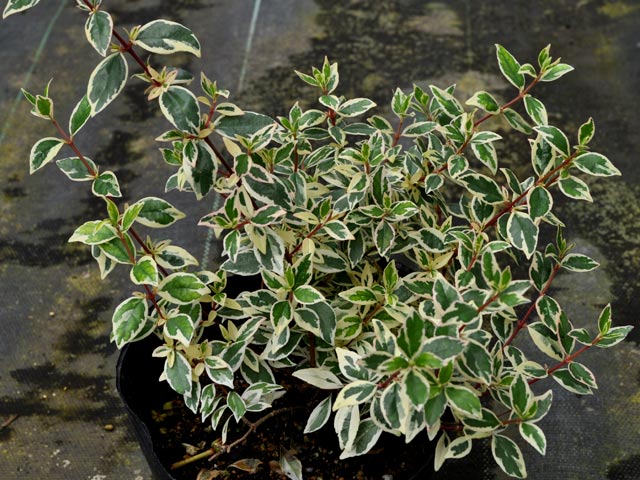 トオヤマグリーン アベリア コンフェッティ 販売 価格 植木の種類と育て方