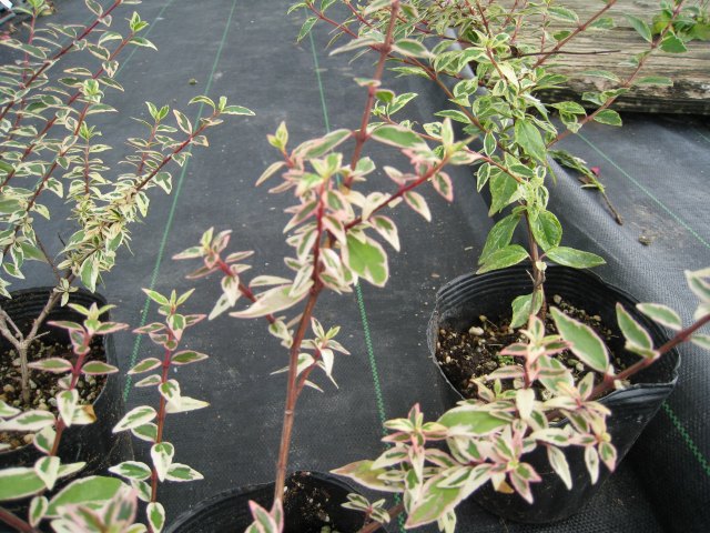 トオヤマグリーン アベリア コンフェッティ 販売 価格 植木の種類と育て方