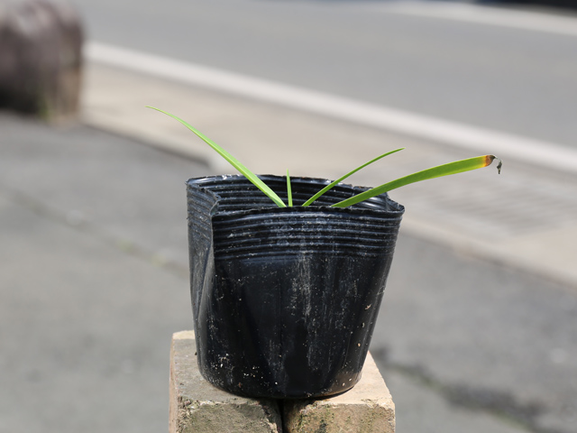 トオヤマグリーン アガパンサス 販売 価格 植木の種類と育て方