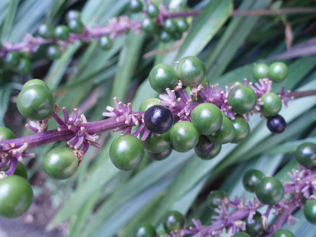 トオヤマグリーン オオバジャノヒゲ 販売 価格 植木の種類と育て方