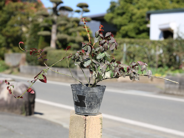 トオヤマグリーン アメリカツルマサキ エメラルドゴールド 販売 価格 植木の種類と育て方