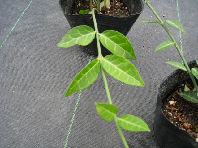 トオヤマグリーン アメリカツルマサキ コロラータス 販売 価格 植木の種類と育て方