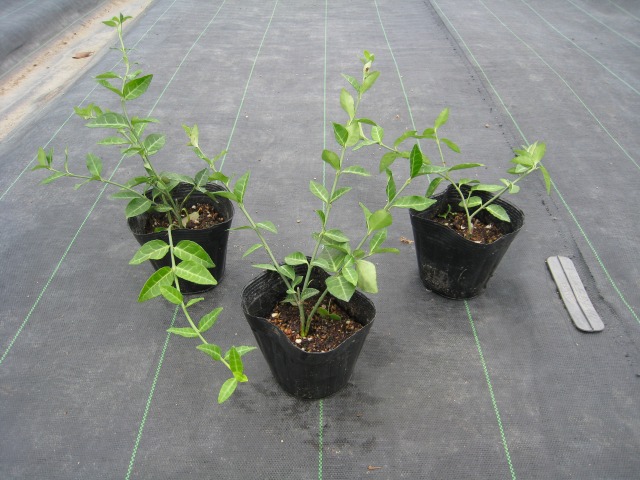 トオヤマグリーン アメリカツルマサキ コロラータス 販売 価格 植木の種類と育て方