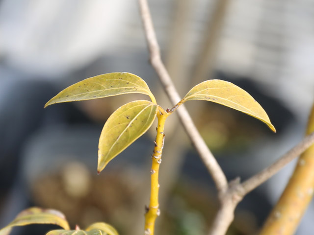 トオヤマグリーン ヤマトアオダモ 販売 価格 植木の種類と育て方