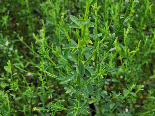 トオヤマグリーン エニシダ 販売 価格 植木の種類と育て方
