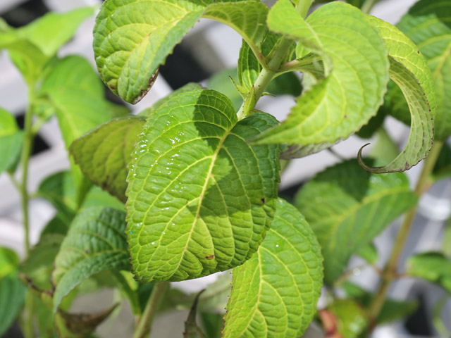 トオヤマグリーン ヤマアジサイ 販売 価格 植木の種類と育て方