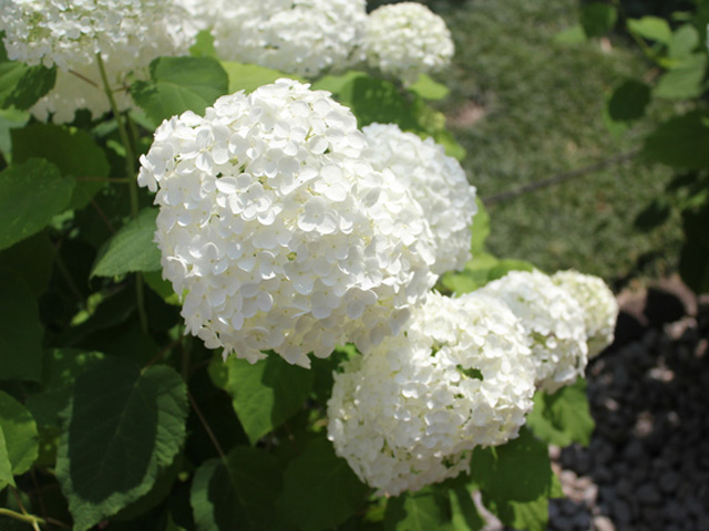 22年秋冬新作 アジサイ アナベル 0 6m露地 3本セット 送料無料 保付 植木 庭木 Labelians Fr