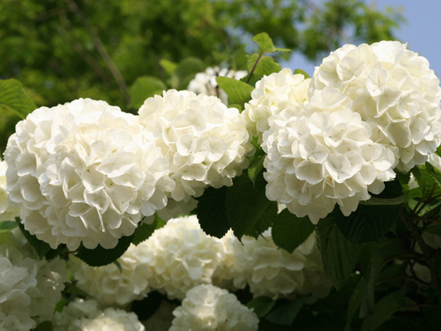 予約受付中 オオデマリ 1 5m露地 2本セット 送料無料 1年間枯れ保証 植木 庭木 Www Petromindo Com 予約受付中 オオデマリ 1 5m露地 2本セット 送料無料 1年間枯れ保証 植木 庭木 Www Petromindo Com