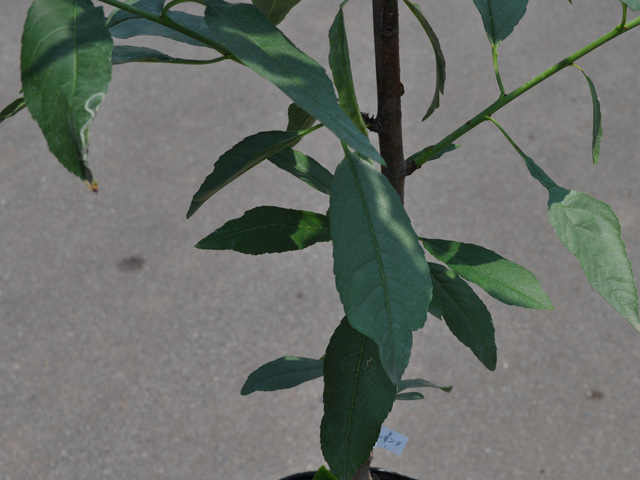 トオヤマグリーン アーモンド 販売商品 果樹苗木の種類と育て方