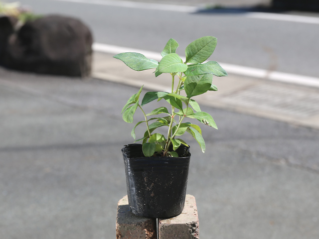 割引価格 ヌマトラノオ 9.0cmポット 8本セット 送料無料【保付】 - 植木、庭木