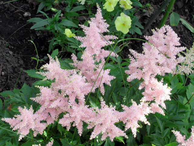 トオヤマグリーン アスチルベ ピンク花 販売 価格 植木の種類と育て方