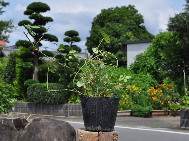 トオヤマグリーン アメリカツルマサキ ブロンディ 販売 価格 植木の種類と育て方