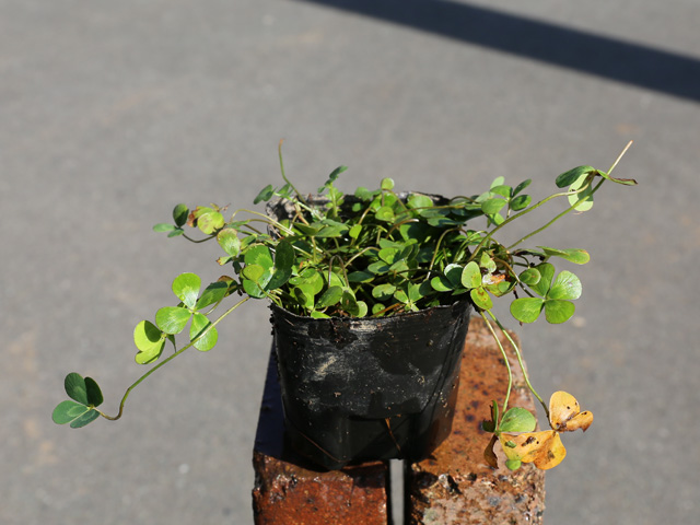 トオヤマグリーン ウォータークローバー ムチカ 販売 価格 植木の種類と育て方