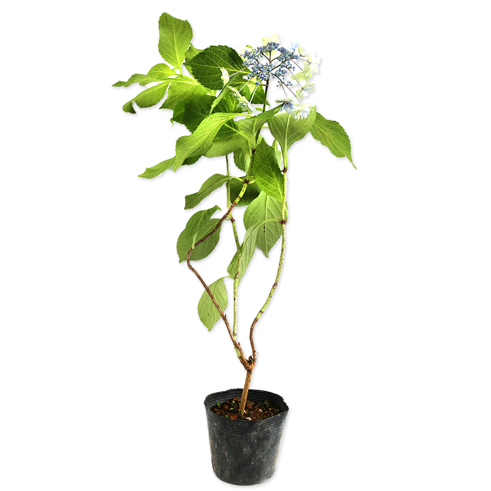 トオヤマグリーン アジサイ 墨田の花火 販売 価格 植木の種類と育て方