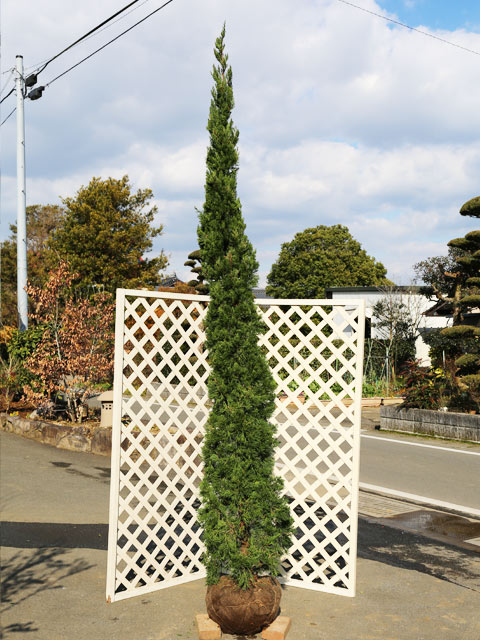 トオヤマグリーン カイヅカイブキ 販売 価格 植木の種類と育て方