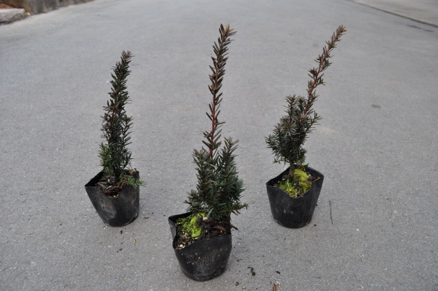 トオヤマグリーン キャラボク 販売 価格 植木の種類と育て方