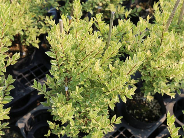 トオヤマグリーン ギンバイカ斑入り 販売 価格 植木の種類と育て方