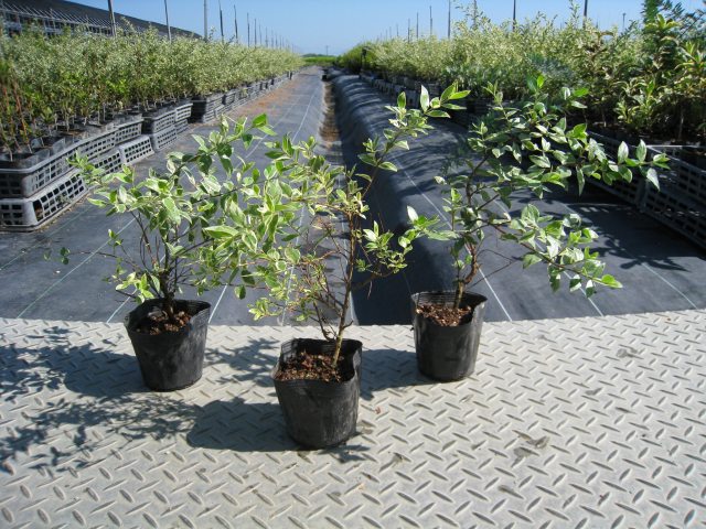 トオヤマグリーン ギンバイカ斑入り 販売 価格 植木の種類と育て方