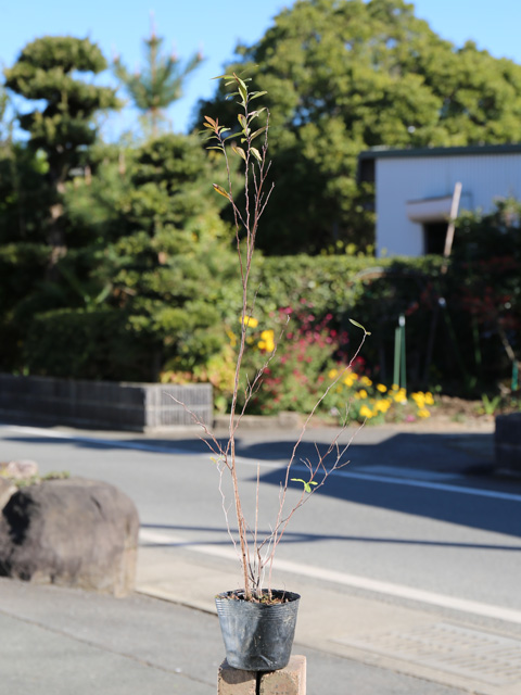 春に花が咲く木  高価値 ヤマブキ 0.3m10.5cmポット  1本 当日出荷 1年間枯れ保証