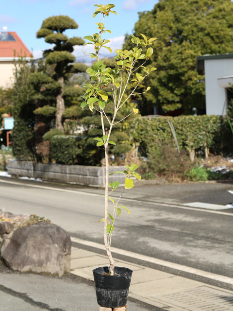 トオヤマグリーン 四季咲きモクセイ 販売 価格 植木の種類と育て方