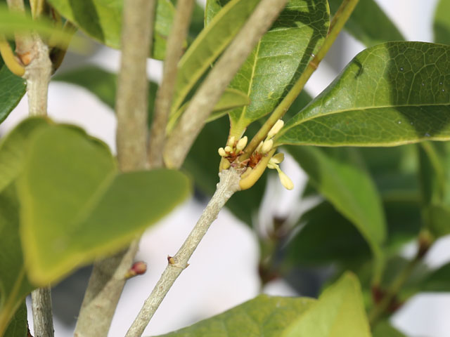 トオヤマグリーン 四季咲きモクセイ 販売 価格 植木の種類と育て方