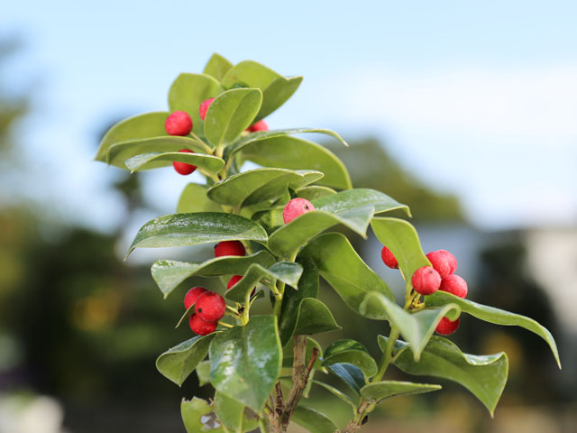 トオヤマグリーン クリスマスホーリー 販売 価格 植木の種類と育て方