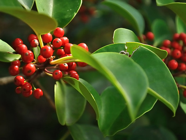 最新作の クロガネモチ 1 7m露地 1本 1年間枯れ保証 植木 庭木 Hlt No