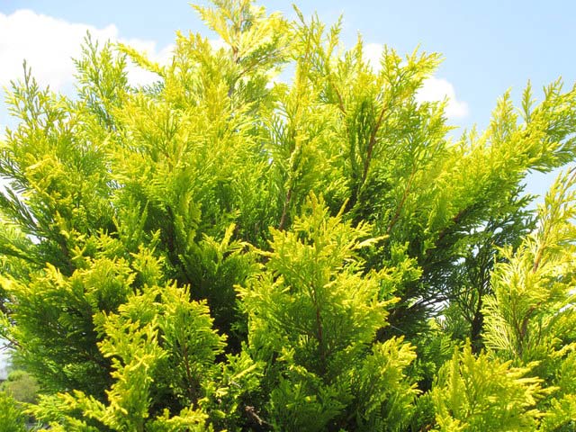 トオヤマグリーン ゴールドライダー 販売 価格 植木の種類と育て方
