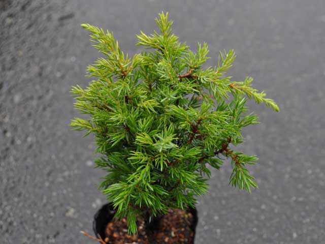 トオヤマグリーン ゴールドコーン 販売 価格 植木の種類と育て方
