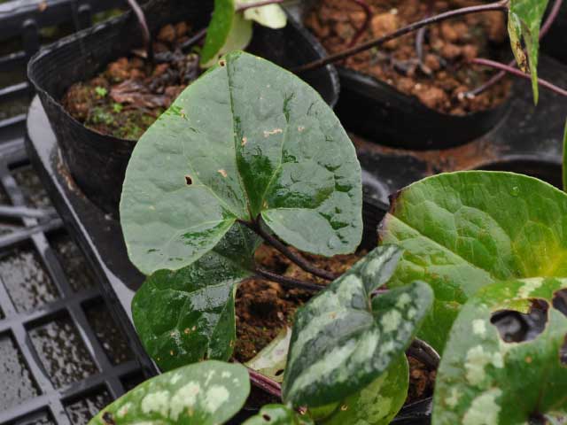 トオヤマグリーン カンアオイ 販売 価格 植木の種類と育て方