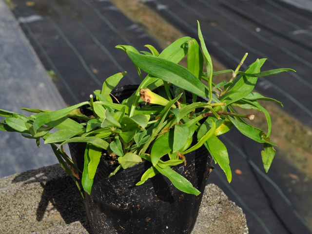 トオヤマグリーン カワラナデシコ 販売 価格 植木の種類と育て方
