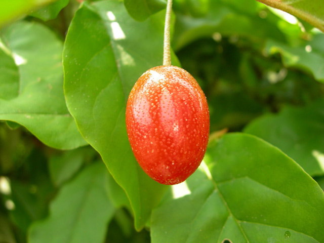 トオヤマグリーン ビックリグミ 販売 価格 植木の種類と育て方