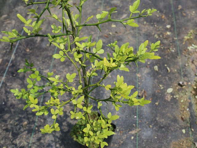 トオヤマグリーン カラタチ 販売 価格 植木の種類と育て方