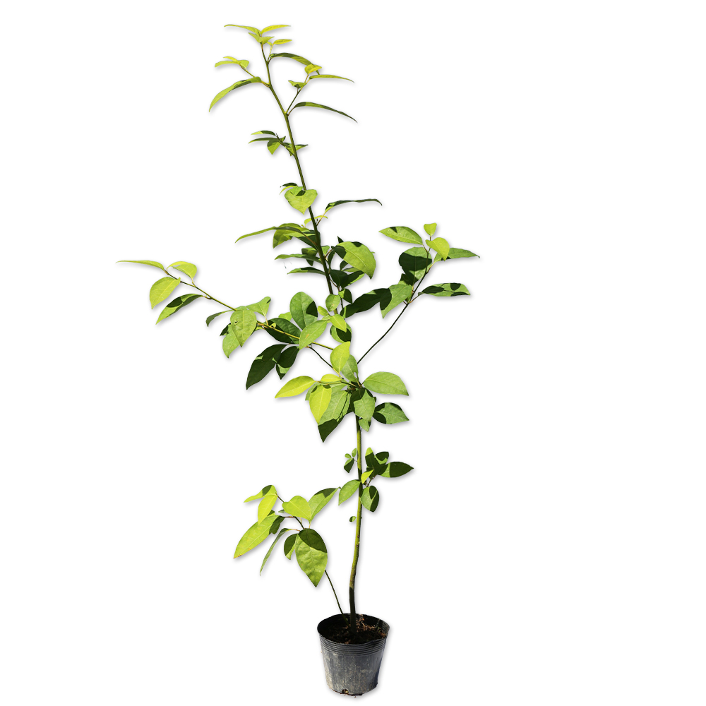 トオヤマグリーン オオバクロモジ 販売 価格 植木の種類と育て方