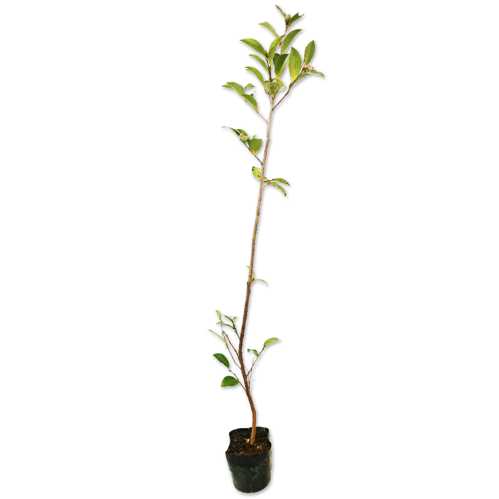 トオヤマグリーン】サザンカ/タチカン 販売・価格（植木の種類と育て方）