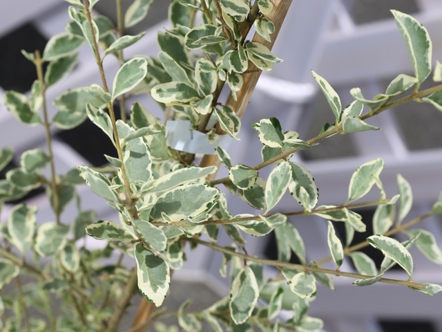 卸売 プリペット 0 8m15cmポット 14本セット 送料無料 保付 植木 庭木 Labelians Fr