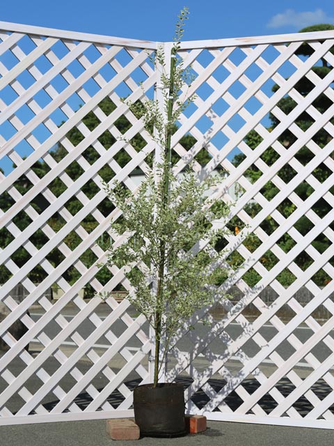 トオヤマグリーン シルバープリペット 販売 価格 植木の種類と育て方