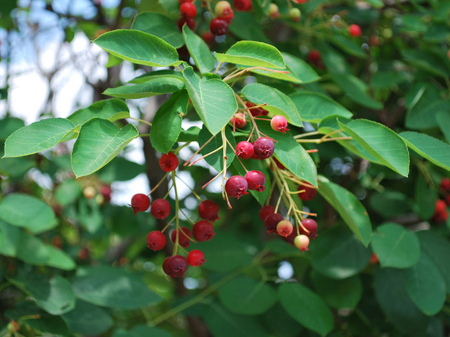 トオヤマグリーン ジューンベリー 販売 価格 植木の種類と育て方