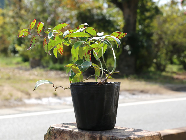 トオヤマグリーン セイヨウイワナンテン アキシラリス 販売 価格 植木の種類と育て方